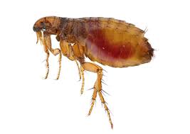 Pulga