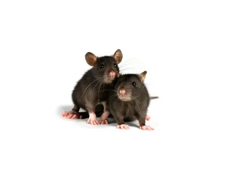 Rato