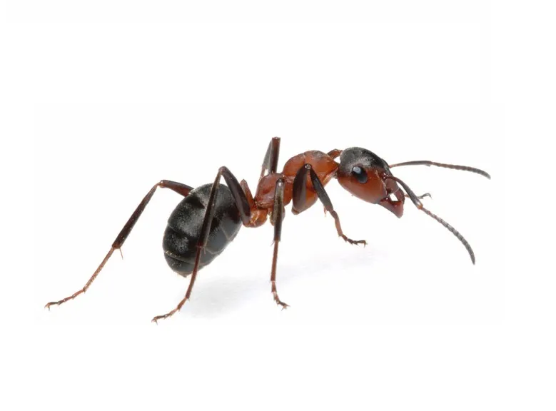Formiga